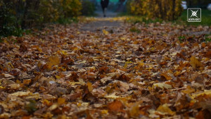 Воскресенск осенний. Зарисовка о нашем любимом городе