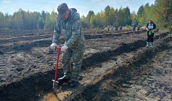 В Воскресенске высадили 14 тысяч саженцев сосны